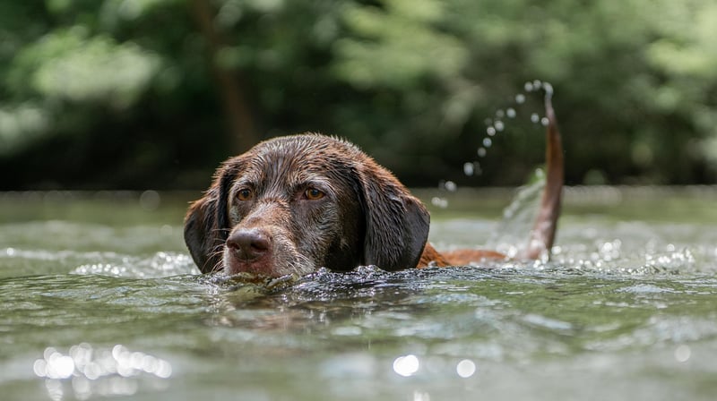 Pet-Friendly Options