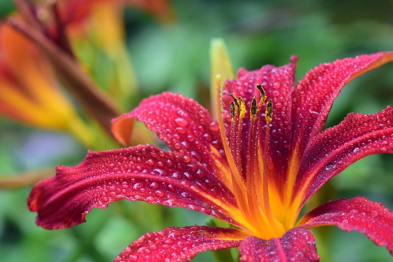 Perennials
