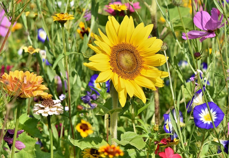 Native Plants